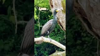 Loon in East Tennessee . . .‍⬛ #music #loon