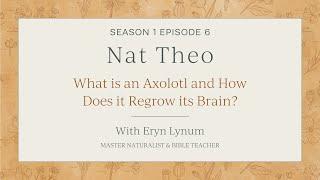 What is an Axolotl and How Does it Regrow its Brain?