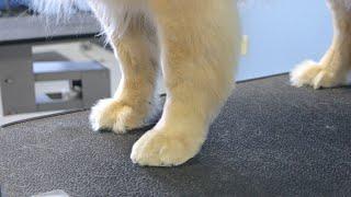 How To Full Foot Trim - Golden Retriever Legs and Paws - Do-It-Yourself Dog Grooming