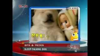 Sleep-talking dog-Media Watch June 2 - BONTV