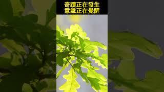 奇蹟正在發生，人們正在覺醒，萬物一體，本無差別！一分鐘開悟覺醒！