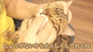 ルトとロゼの顔を拭いてあげると子猫になるよ