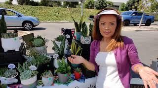 Succulent arrangements: at the Cypress farmer's market.