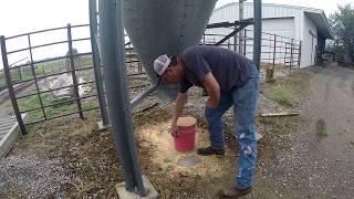 Chore time! | Lets take a look at the finish steers.