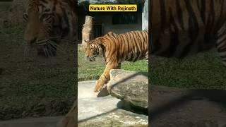 Tigers|shorts|nature|animals|wildanimals|youtubeshortsvideos|naturewithrejinath