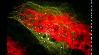 Time-lapse movie of an Drosophila S2R+ cell co-expressing Nostrin-EGFP and Tubulin-Cherry