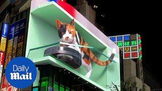 Giant 3D cat appears on a billboard in Tokyo for robot vacuum advert