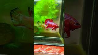 Red Fancy HMPK #betta #bettas #fighterfish #red #fancy #aquarium #hmpk #bettalover #bettafighter