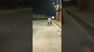 Tiger on road @ vijendra Chaudhary Advocate Ajmer