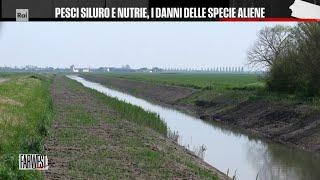 Pesci siluro e nutrie, i danni delle specie aliene - FarWest 20/05/2024