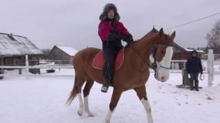 Тест коня на продажу. Движения. Проверка на заездку.