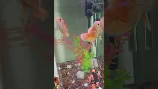 Red Albino Oscar Fish #albinooscar #albino #asmr #fishytails