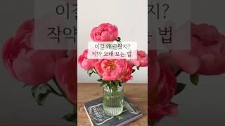 바야흐로 곧 작약의 계절이에요#작약
