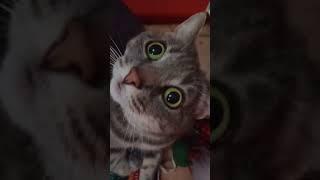  Funny cat videos Gigia #cat