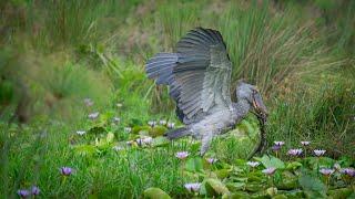 Searching for the Endangered Shoebill Stork in Uganda