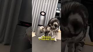 为什么用手指猫，猫会生气？#搞笑 #内容过于真实 #万万没想到