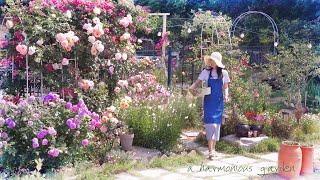 #89.Even though the seasons change, the summer garden continues to bloom! (Remodeling a small pond)