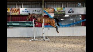 Jumping horse for sale: Gelding 2021 - Mr. Emerald x Solitair x Larino