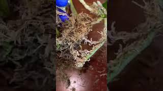 Смешной момент из видео!На самом деле он не такой уж и смешной,печально #orchid #phalenopsis #цветы