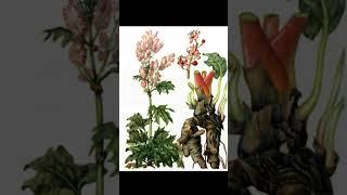 ревень тангутский ,  польза для человека