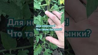 #томаты #открытыйгрунт #огород #огородсвоимируками #грядки #garden #пермакультура #дача #растения