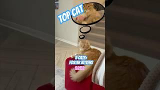 Top Cat: Rain, Regret & One Very Confused Water Bowl (Short)   #kittens#cat  #kitten