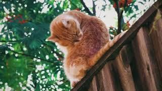 Cat Relaxing Video with Relaxing Sounds|Brain Treatment|MHK Productions