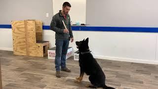 Argo McClintock Service Dog Retrieve (2/19/20)