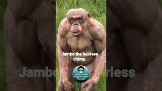 Jambo the hairless chimp #shorts #HairlessChimp