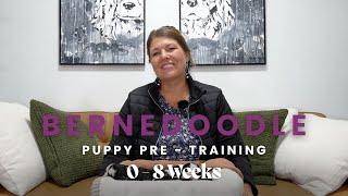 Puppy Pre - Training Mini Bernedoodles Week 0 - Week 8!! - Mountain Dog Companion