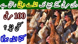 Golden Misri Hen Complete detail about Egg Business || Profitable Egg Farming