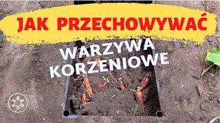 Jak przechować warzywa korzeniowe?