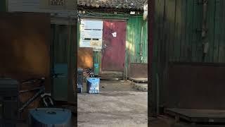 ВЕС ЗДЕСЬ  Обожаю такие места)️и Зеленогорск️ #лето2025 #зеленогорск #бензопила #ремонт