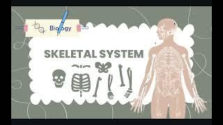Skeletal System | In Depth Explanation