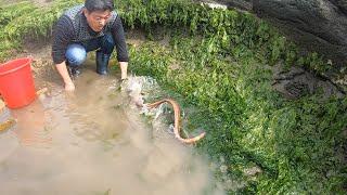 裙带菜长满了水坑，引来一批海鲜争抢觅食，阿阳抽干一窝端