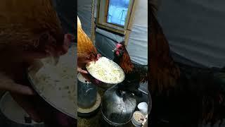 Кто победит?  или ? Курица против Петуха:)))#прикол #animals #смешноевидео #prikol