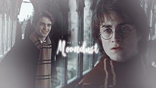 harry & cedric | i bury my love.