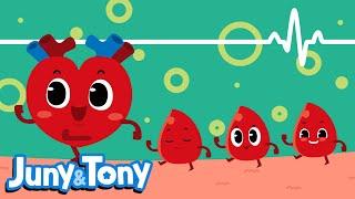 Thumping Heart | Circulating System | My Body Songs for Kids | Kids Pop | JunyTony