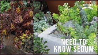 All About Sedum | The Dirt | Better Homes & Gardens