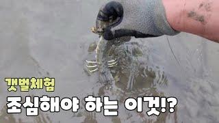 갯벌에서 만나면?! 무조건 피하세요! (ft꼼지락tv)