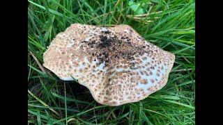 Identifying the Freckled dapperling, Echinoderma asperum.