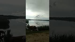 вот такое вот утро на ферме #животные #озеро #ферма #природа