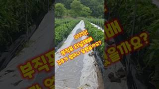부직포 터널재배 55일만에 꺼낸 고추 작황은 괴산젊은농부 고추밭 #shorts
