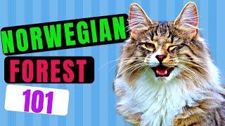 Norwegian Forest Cat 101 - Learn Everything About Them!