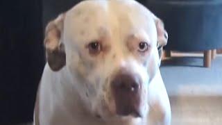 Neglected dog has amazing reaction to the beach