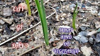 #53  TRỒNG TỎI MÙA ĐÔNG |  GROWING GARLIC IN WINTER TIME | WASHINGTON NIỀM VUI CUỘC SỐNG
