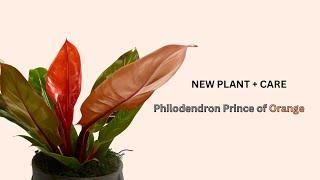 NEW Plant + Care: Philodendron Prince of Orange #newplant