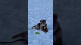 just a baby #dogsofyoutube #puppy #cutedogs #australianshepherd #cute #dog #doglover #fyp