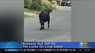 Runaway Bull Still On The Loose On Long Island