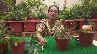 Weed Management (खरपतवार की संभाल)